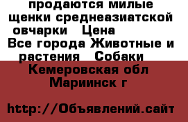 продаются милые щенки среднеазиатской овчарки › Цена ­ 30 000 - Все города Животные и растения » Собаки   . Кемеровская обл.,Мариинск г.